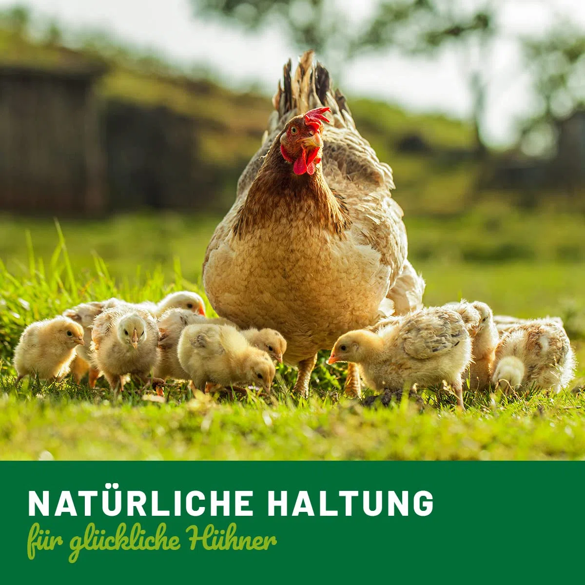 HÜHNER Land Inverno Bronchi Liquid 20 ml per polli I Supporto delle vie respiratorie, per raffreddore di pollo e raffreddore per il pollo I per migliorare naturalmente l'assorbimento del cibo