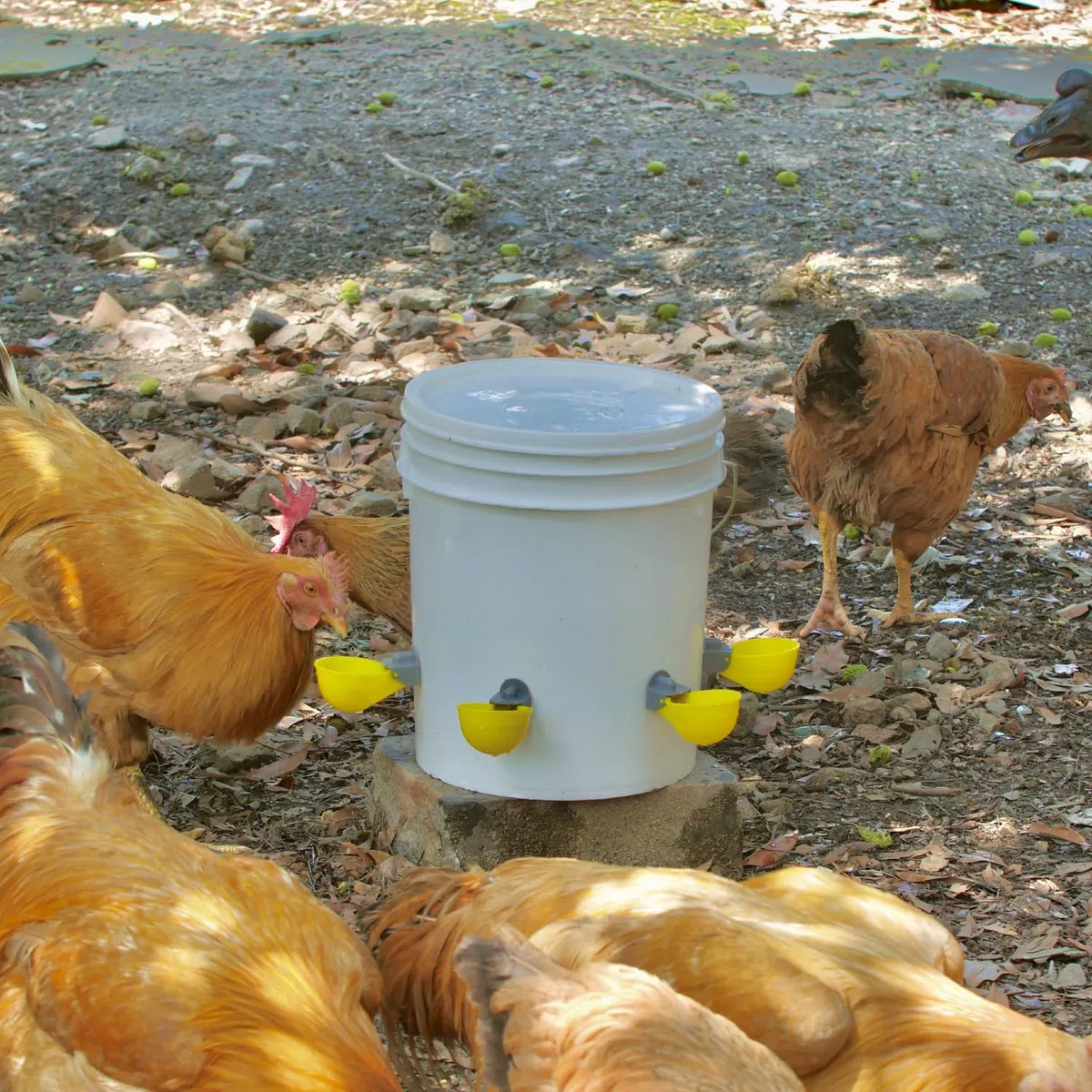 Tazza d'acqua di pollo, irrigatore automatico, sistema anti-perdite, contiene il 50% in più di acqua, adatto per pollo, anatra, quaglie, tacchino (8 CONFEZIONI)